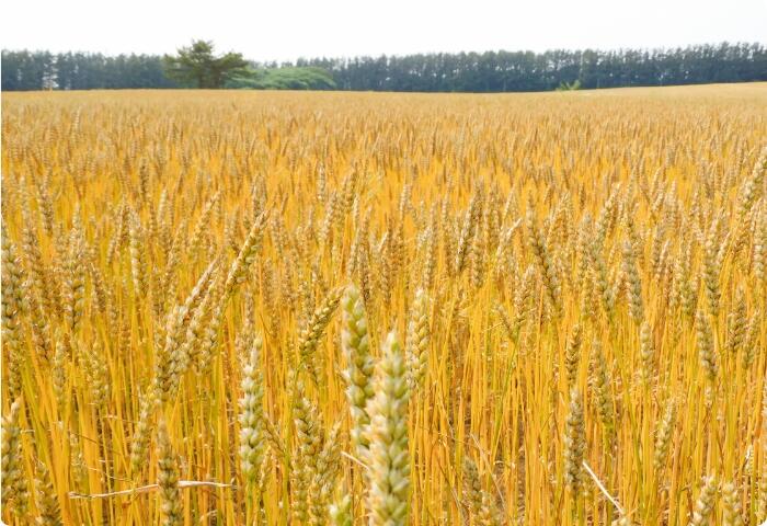 Golden wheat harvest at Koganesaki Farm